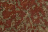 Polished Stromatolite (Inzeria) Slab - Alice Springs, Australia #129186-1